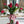 Cargar imagen en el visor de la galería, Red tulips
